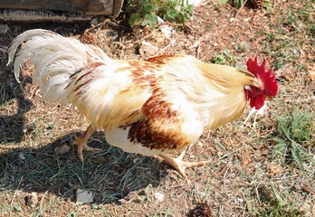 free range large rooster with red crest on his head