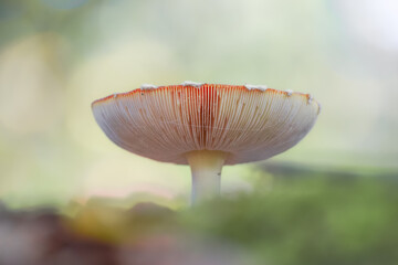 Mushroom close-up with a bokeh background and beautiful autumn colors