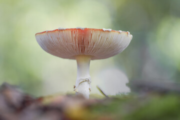 Mushroom close-up with a bokeh background and beautiful autumn colors