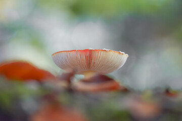 Mushroom close-up with a bokeh background and beautiful autumn colors