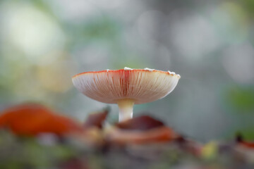 Mushroom close-up with a bokeh background and beautiful autumn colors