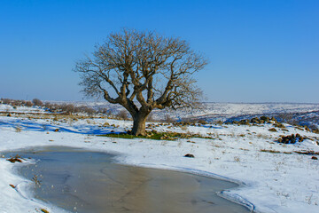 A big pistachio tree on a snowy day, a small frozen puddle in front of it