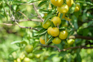 Satsuma orange fruit that began to ripe, on the tree