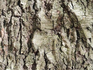 Texture of a  bark of a tree