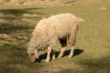 Schaf grasend auf einer Wiese 