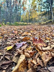 autumn in the forest