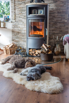 Zwei Hunde chillen im Winter vor dem Kamin auf einem Fell, mit Copyspace