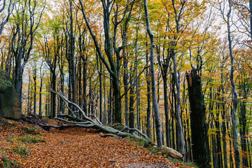 Naklejka premium Treas with colorful falling leafs in autumn woods