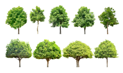 Collection Trees and bonsai green leaves and light yellow. total 9 trees.	