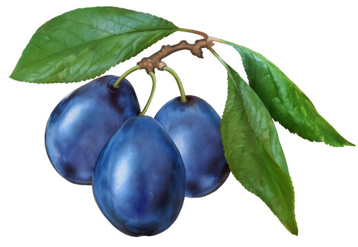 Branch of prunes close-up. High-quality naturalistic drawing of a plum. For label and packaging design.