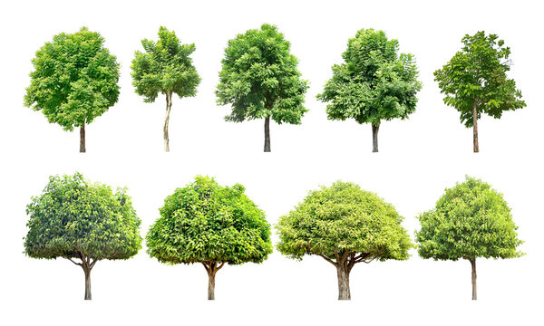 Fototapeta Collection Trees and bonsai green leaves and light yellow. total 9 trees. 