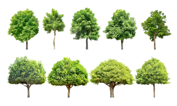 Collection Trees and bonsai green leaves and light yellow. total 9 trees.	