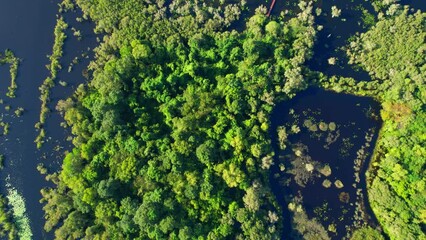 Large wetlands and many aquatic plants, lowland tropical forests. dynamic aerial shot. natural background in motion. Rayong Botanical Garden, Rayong province, Thailand. 4K
