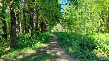Fototapeta premium A dense gorgeous beautiful green forest with a path trampled by walks. A sunny day in the park between old and young trees.