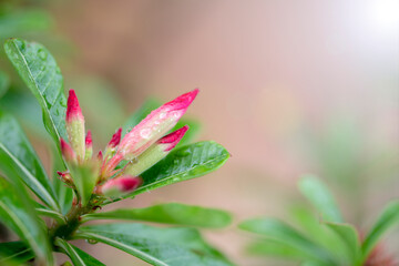 red desert rose or adenium with water droplets on the petals.Extreme shallow depth of field.
