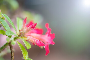 red desert rose or adenium with water droplets on the petals.Extreme shallow depth of field.