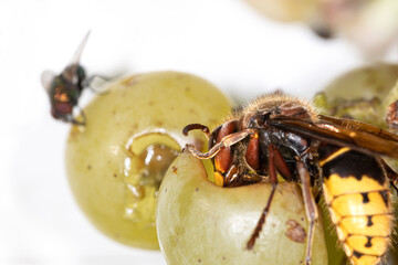 Insects, hornet and  green bottle fly,  feeding on sweet fruit, alive