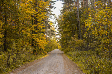 Obraz premium Forest road with trees in autumn at sunrise or sunset