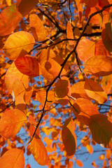 Season change. Bright autumn. Red leaves on a tree branch bathed in sun rays