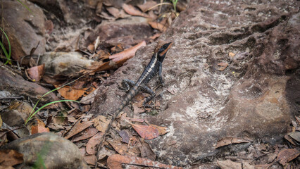 Wildlife in Thailand, Asia