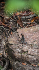 Wildlife in Thailand, Asia