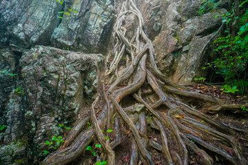 Mount Nokogiriyama, Okutama, Tokyo, Japan