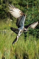 osprey in flight