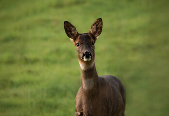 Majestic Roe deer on a late summer evening