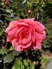 pink rose in garden