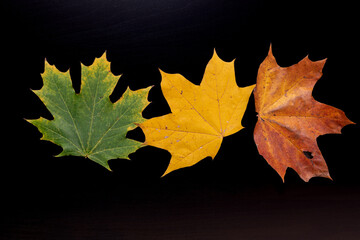 Three autumn maple leaves of green, yellow and orange colors isolated on black background