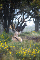 Deer in the woods - Amsterdamse Waterleidingduinen, The Netherlands 