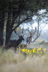Deer in the woods - Amsterdamse Waterleidingduinen, The Netherlands 