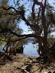 tree in the lake in San Martin de los Andes