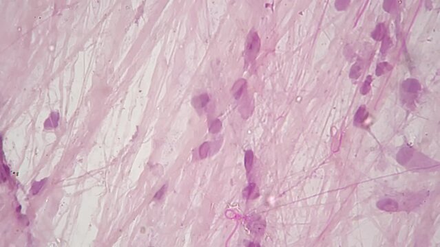 Loose Connective Tissue Histology