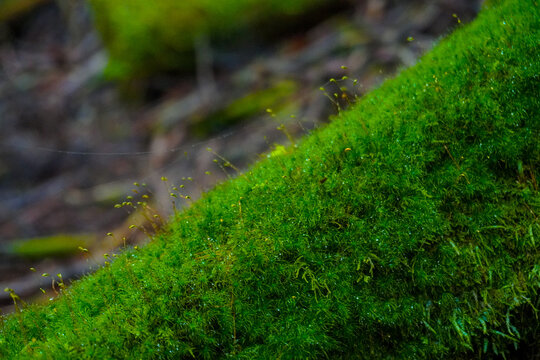 Akuba touge, Mount Mitake ,Nabewari, Okutama, Tokyo, Japan