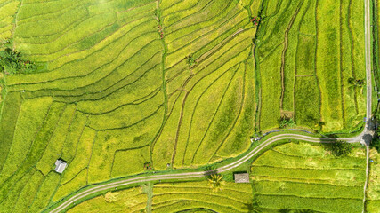 Landscape of the rice fields Tegalalang near Ubud of the island Bali aerial top view - 538374034