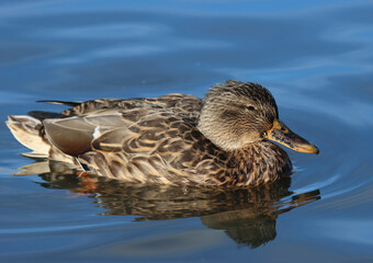 Mallard