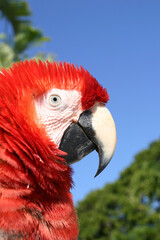 Guacamaya, aves en peligro de extinción