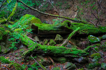 Rock Garden, okutama, mount mitake, Tokyo, Japan