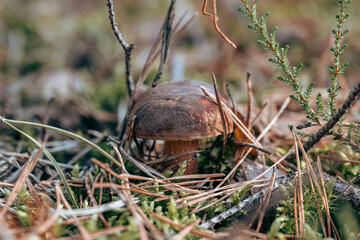 bay bolete