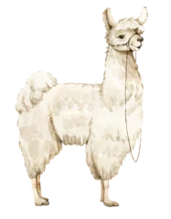 Foto auf Alu-Dibond white alpaca cute fluffy animal with big eyes, watercolor illustration. © Lana