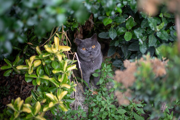 Cat in the Garden