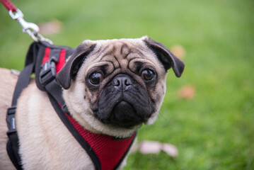 Pug Portrait