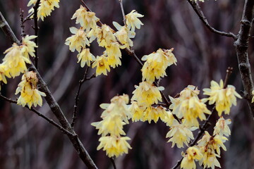 甘い香りを漂わせ咲く