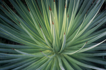 kaktus details grün botanischer garten bochum