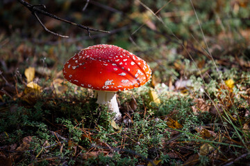 Amanita muscaria. Fly agaric mushroom