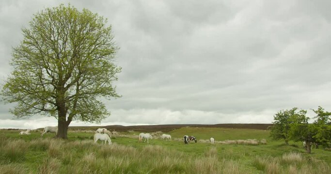 A HERD OF WILDE HORSES IN WALES | 4K, 12 bit video sources: bmd raw