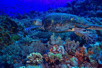 Naklejka na ściany i meble sea turtle underwater on a coral reef