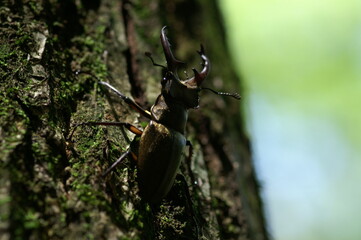 クワガタを見上げる