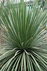 シャープなサボテン